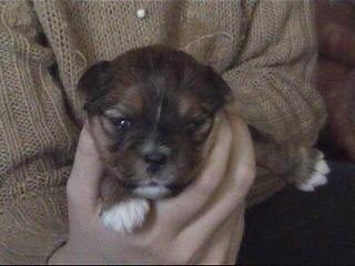 elle